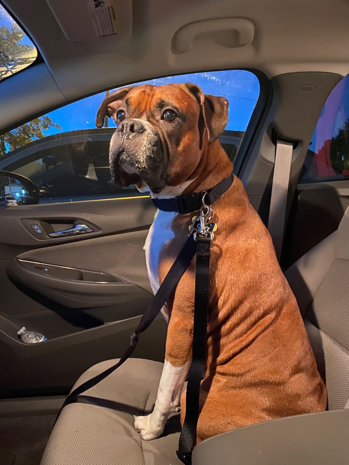 Avroxen K9 Pro™ Car Safety Belt For Dogs