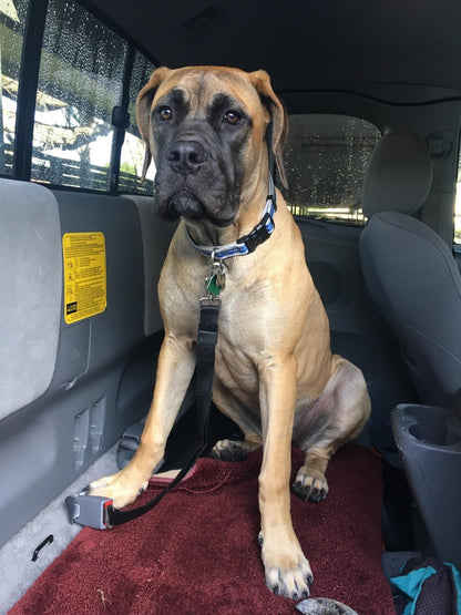 Avroxen K9 Pro™ Car Safety Belt For Dogs
