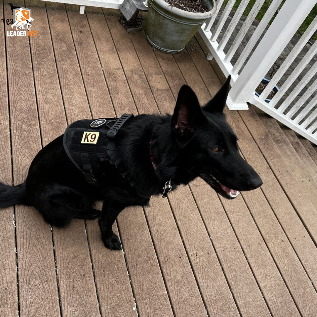 Avroxen K9 Pro™ All-In-One Tactical Kit