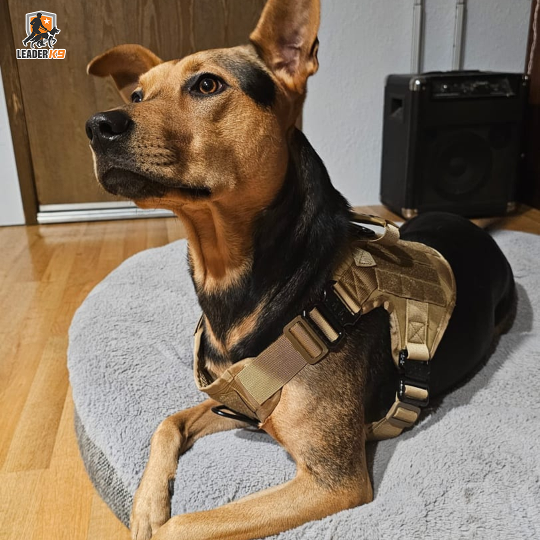 Avroxen K9 Pro™ No-Pull Tactical Dog Harness – Full Control for Power Breeds